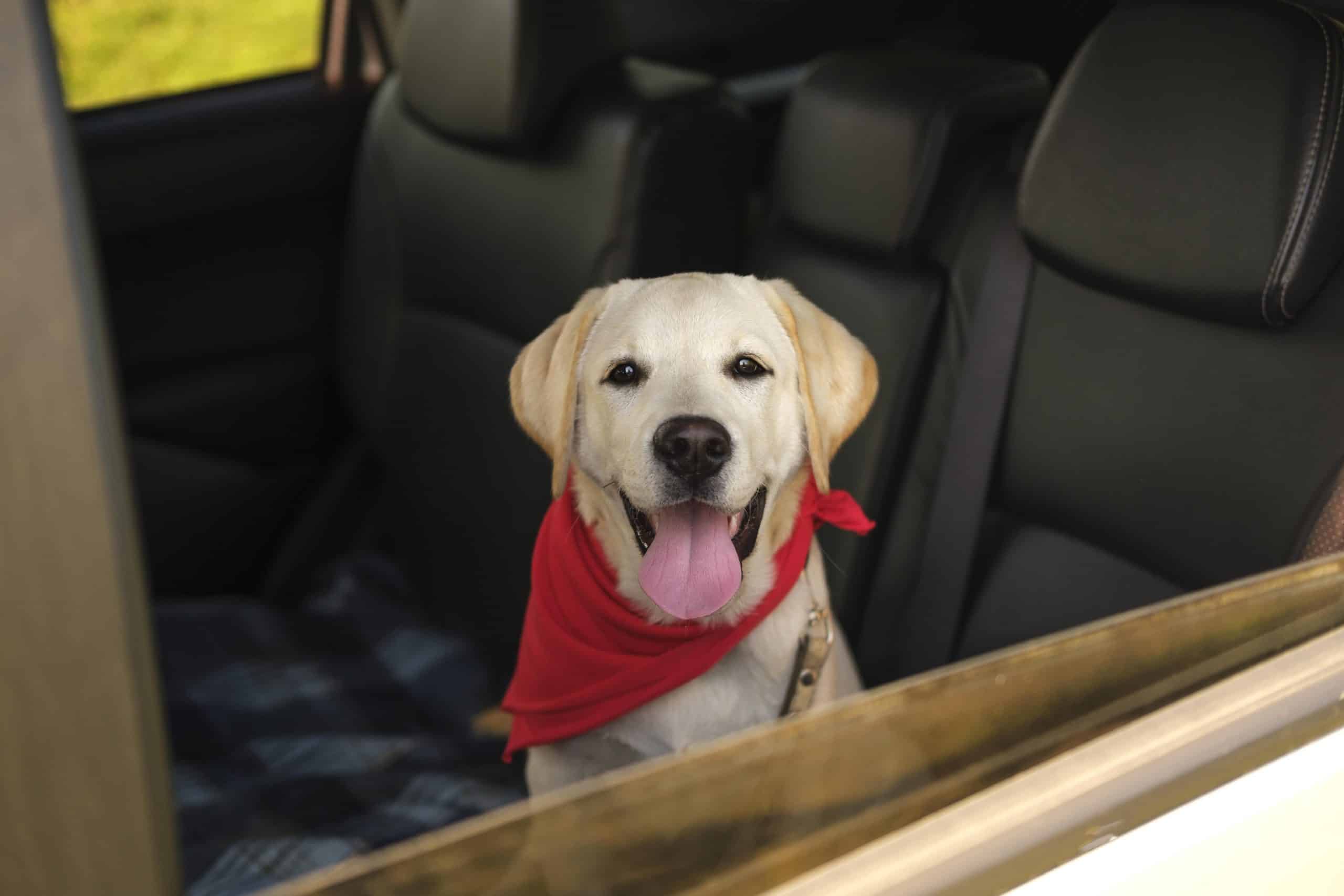 Is It Illegal to Leave Your Dog in the Car in AZ? Yes—Here’s Why